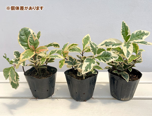 観葉植物 緑色と白の斑点 3本立ち 園芸ネット本店｜ヤブコウジ：斑入りヤブコウジ（白斑）3号ポット* 20