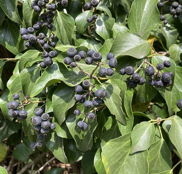 キヅタ（フユヅタ）3号ポット2株セット