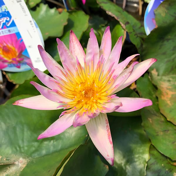 熱帯スイレン：プロイデン7号ポット[開花予定株・7月頃から11月までに最大30輪咲く熱帯睡蓮]