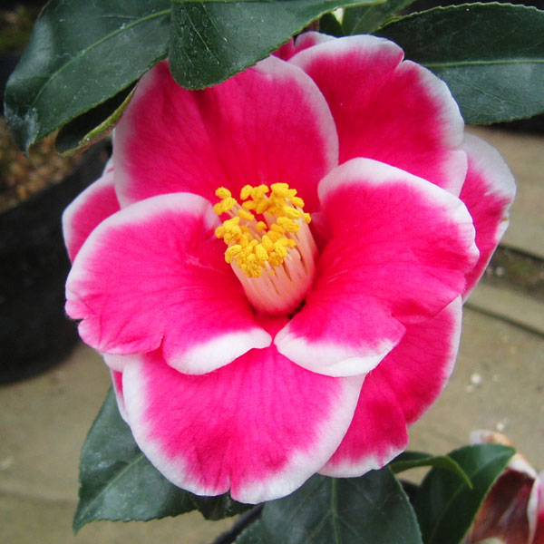 ツバキ(椿):タマアメリカーナ4号ポット