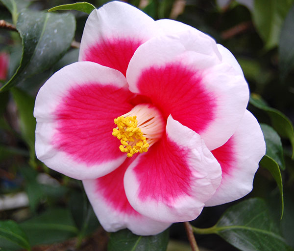 ツバキ(椿):タマアメリカーナ4号ポット