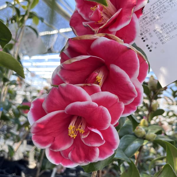 ツバキ（椿）：タマアメリカーナ4号ポット