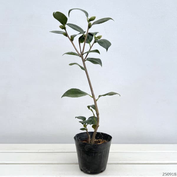 ツバキ（椿）：菊花茶（キクカチャ）4号ポット