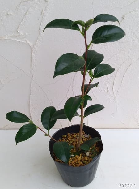 ツバキ（椿）：越の麗人（こしのれいじん）4.5号ポット