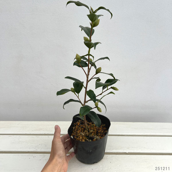 ツバキ(椿):越の麗人(こしのれいじん)4.5号ポット