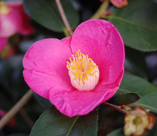 ツバキ（椿）：古都の香（ことのかおり）4号ポット