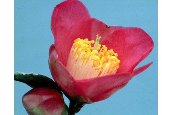 ツバキ（椿）：古都の香（ことのかおり）4号ポット