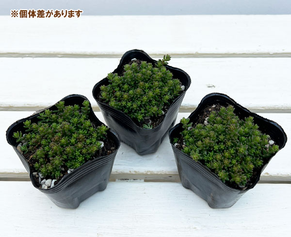 朧月 & セダム コーラルカーペット　プランターごと発送！ 古株 大苗 園芸ネット本店｜セダム：コーラルカーペット3号ポット2株セット の