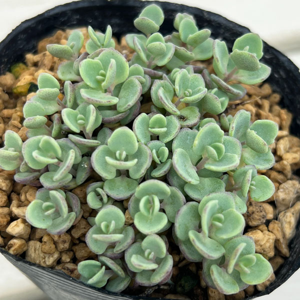 ヒダカミセバヤ2株セット