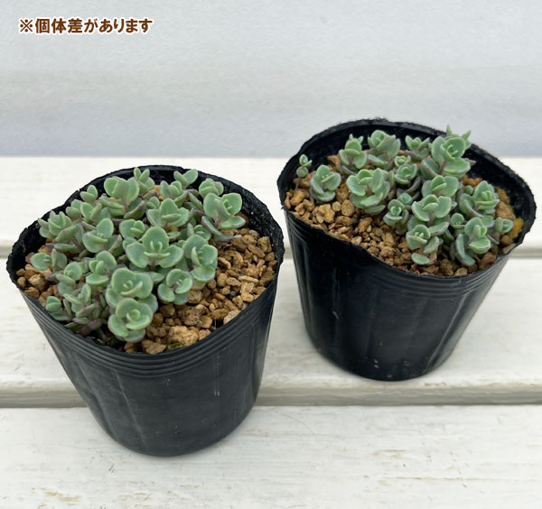 ヒダカミセバヤ2株セット