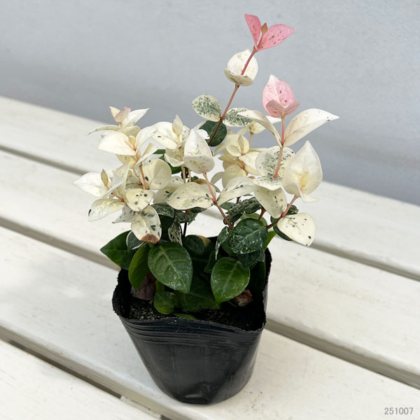 ハツユキカズラ3号ポット2株セット