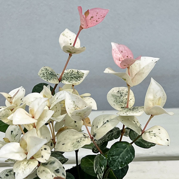 ハツユキカズラ3号ポット2株セット