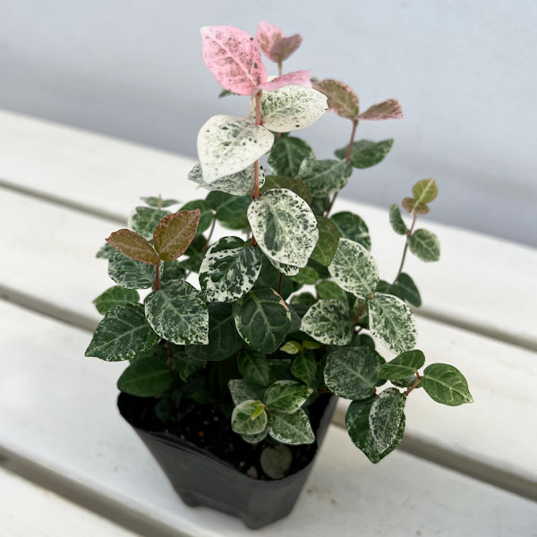 ハツユキカズラ3号ポット2株セット