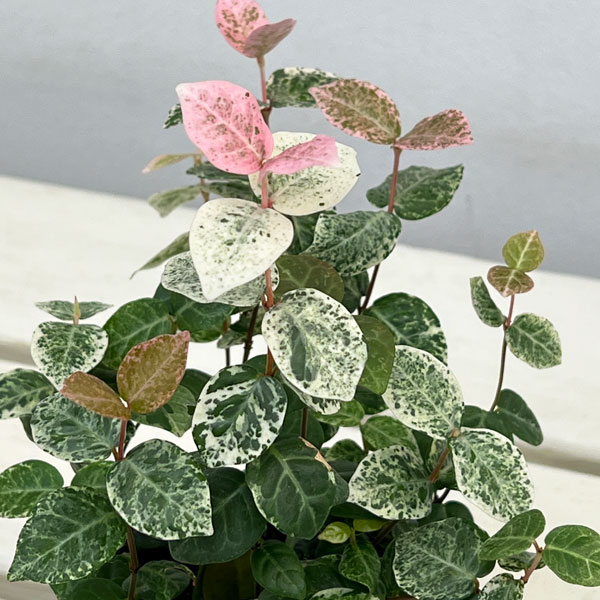 ハツユキカズラ3号ポット2株セット