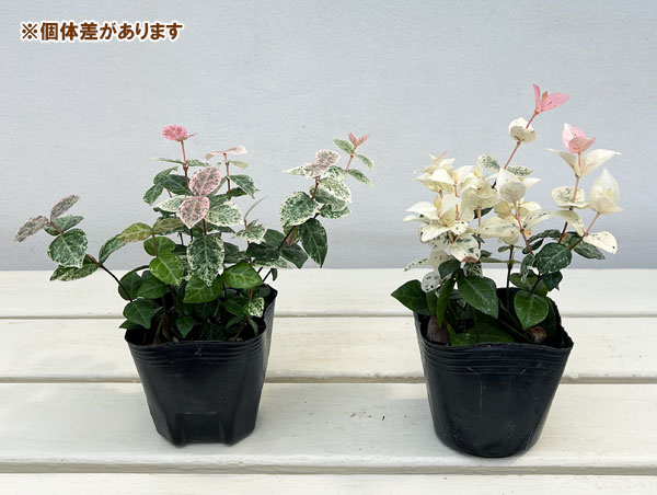 ハツユキカズラ3号ポット2株セット