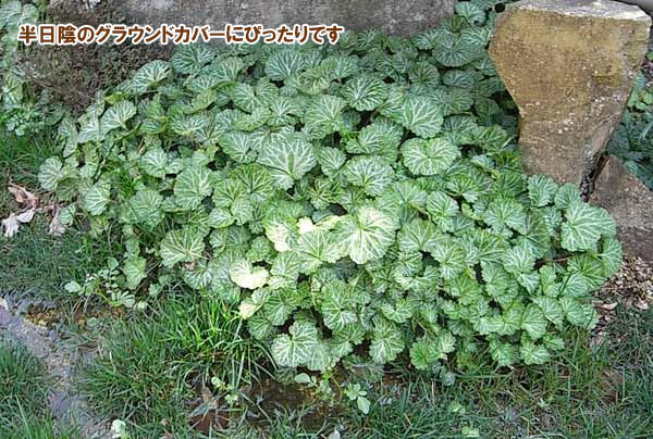 ユキノシタ(雪の下)3号ポット