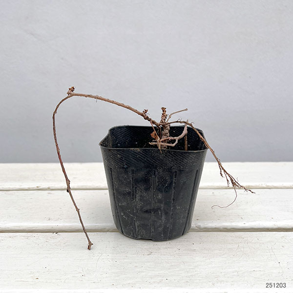 ナツヅタ3号ポット12株セット