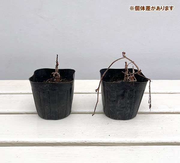 ナツヅタ3号ポット12株セット