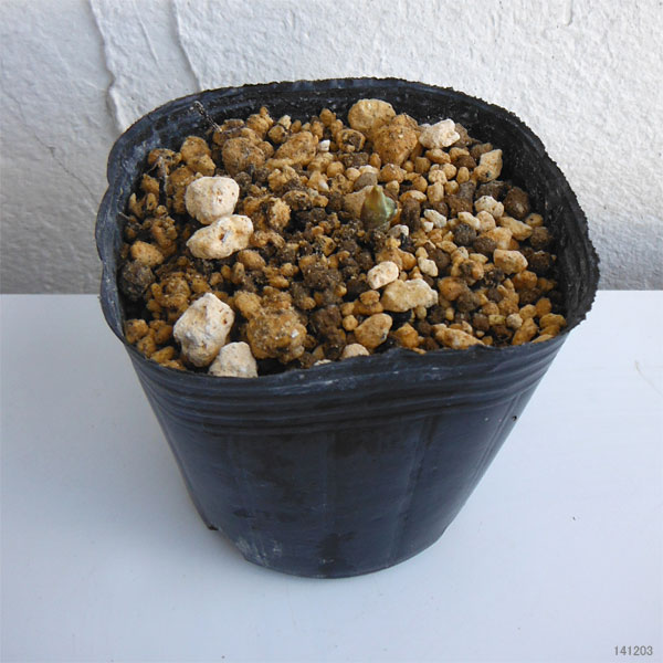 フクジュソウ(福寿草):爪折笠(ツマオレガサ)実生2.5号ポット