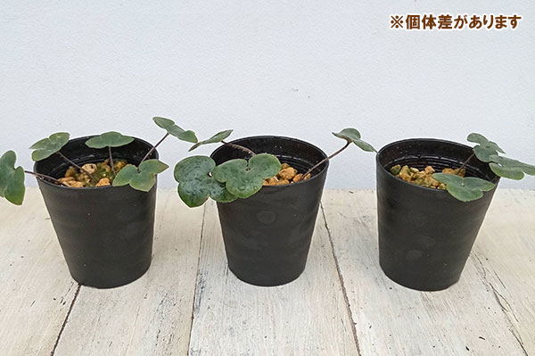 [25年11月中下旬予約]雪割草：赤系　2.5～3号鉢入り