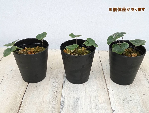 [25年11月中下旬予約]雪割草：白系　2.5～3号鉢入り
