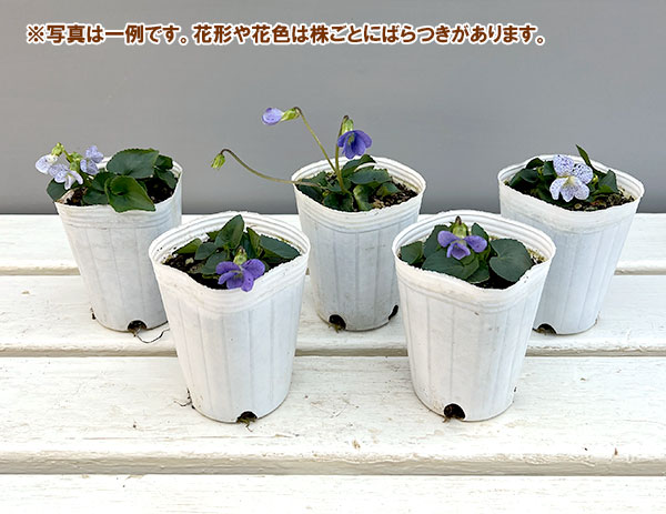 宿根ビオラ：ソロリア フレックルス2株セット