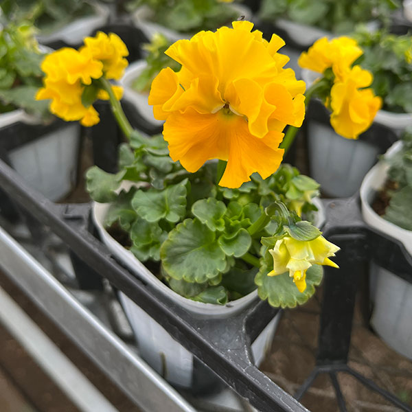 [25年11月中下旬予約]パンジー（フリル咲き）：フルーツボンボン（イエロー系）3-3.5号ポット