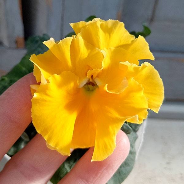 [25年11月中下旬予約]パンジー（フリル咲き）：フルーツボンボン（イエロー系）3-3.5号ポット