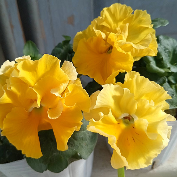 [25年11月中下旬予約]パンジー（フリル咲き）：フルーツボンボン（イエロー系）3-3.5号ポット