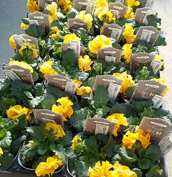 [25年11月中下旬予約]パンジー（フリル咲き）：フルーツボンボン（イエロー系）3-3.5号ポット