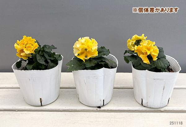 パンジー（フリル咲き）：ボンボン5種セット