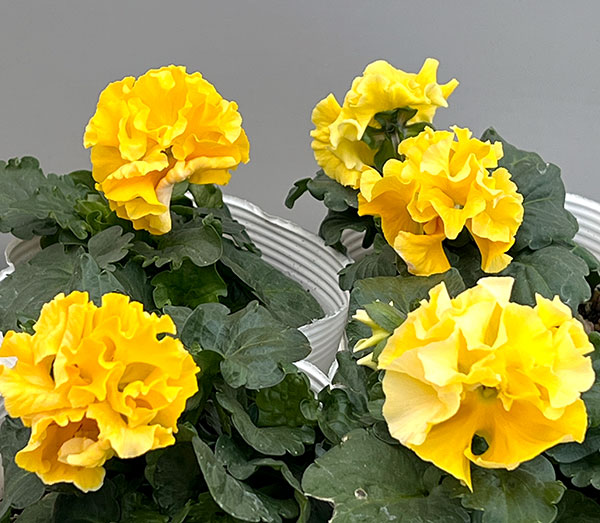 パンジー（フリル咲き）：ボンボン5種セット