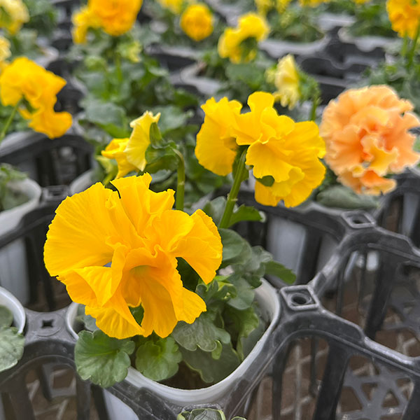 [25年11月中下旬予約]パンジー（フリル咲き）：フルーツボンボン（イエロー系）3-3.5号ポット