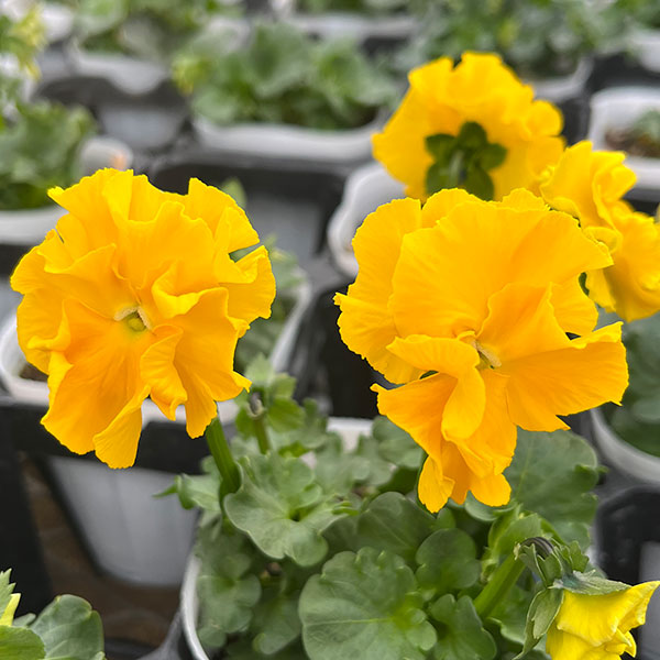 [25年11月中下旬予約]パンジー（フリル咲き）：フルーツボンボン（イエロー系）3-3.5号ポット