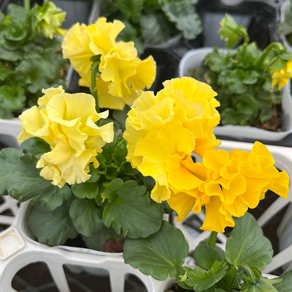 [25年11月中下旬予約]パンジー（フリル咲き）：フルーツボンボン（イエロー系）3-3.5号ポット