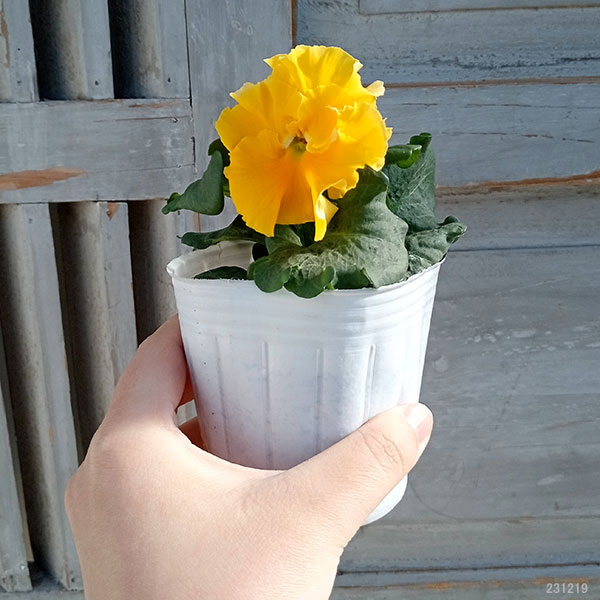 [25年11月中下旬予約]パンジー（フリル咲き）：フルーツボンボン（イエロー系）3-3.5号ポット