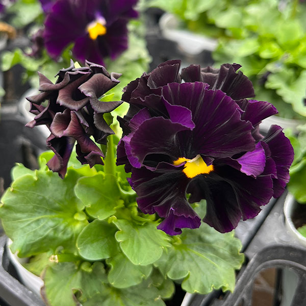 [25年11月中下旬予約]パンジー（フリル咲き）：フルーツボンボン（グレープ系）3-3.5号ポット