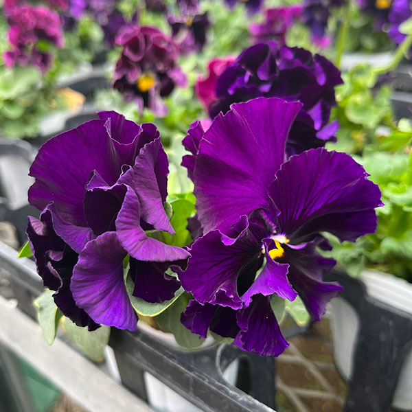 [25年11月中下旬予約]パンジー（フリル咲き）：フルーツボンボン（グレープ系）3-3.5号ポット