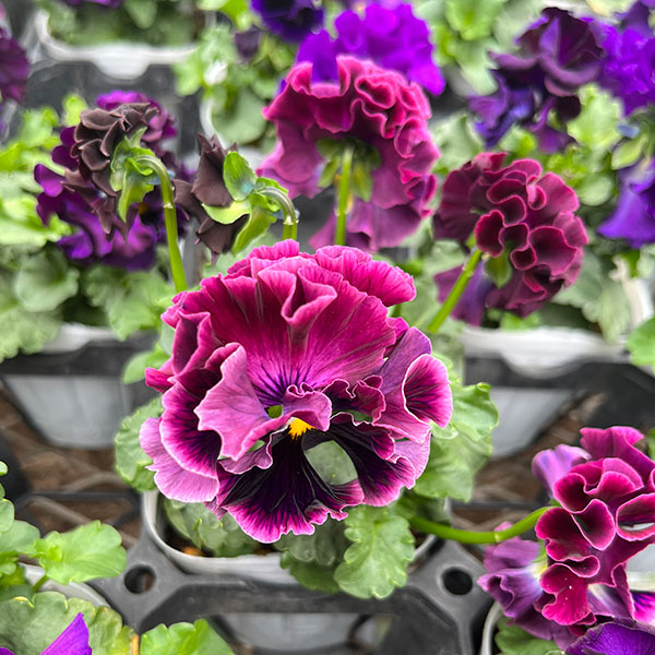 [25年11月中下旬予約]パンジー（フリル咲き）：フルーツボンボン（グレープ系）3-3.5号ポット