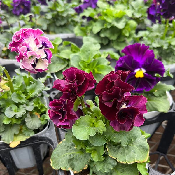 [25年11月中下旬予約]パンジー（フリル咲き）：フルーツボンボン（グレープ系）3-3.5号ポット