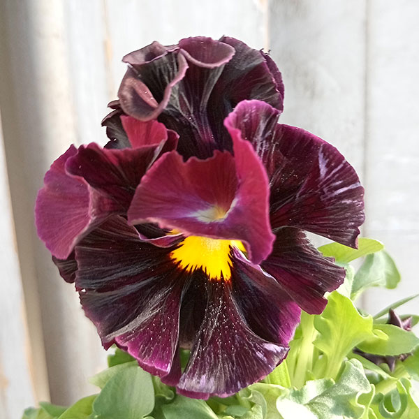 [25年11月中下旬予約]パンジー（フリル咲き）：フルーツボンボン（グレープ系）3-3.5号ポット