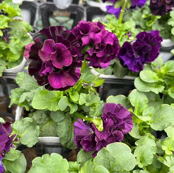 [25年11月中下旬予約]パンジー（フリル咲き）：フルーツボンボン（グレープ系）3-3.5号ポット