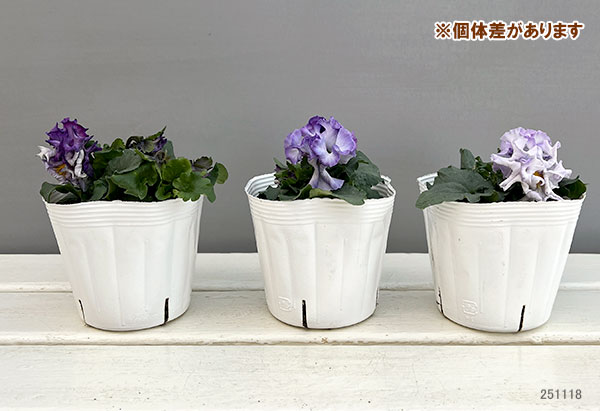 パンジー(フリル咲き):シュガーボンボン(パープル系)3-3.5号ポット