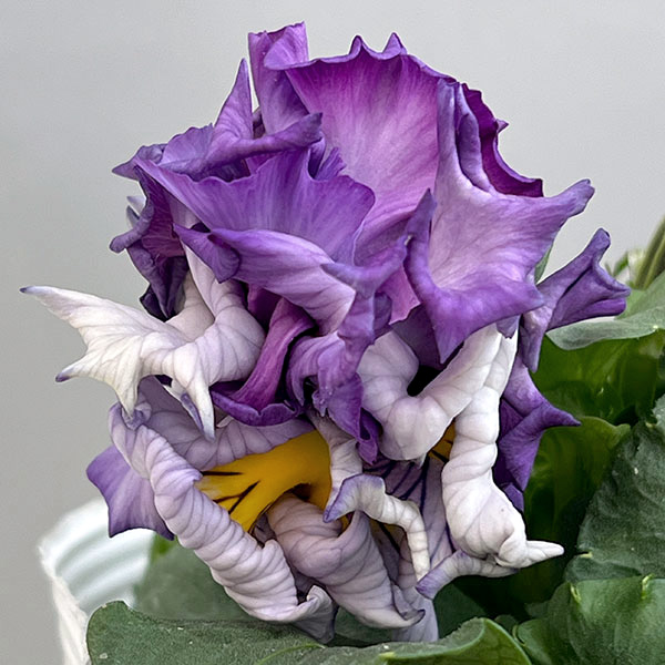 パンジー(フリル咲き):シュガーボンボン(パープル系)3-3.5号ポット