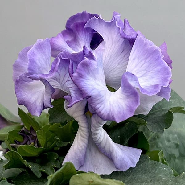 パンジー(フリル咲き):シュガーボンボン(パープル系)3-3.5号ポット