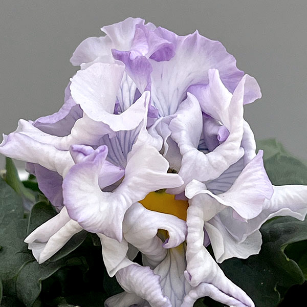 パンジー(フリル咲き):シュガーボンボン(パープル系)3-3.5号ポット