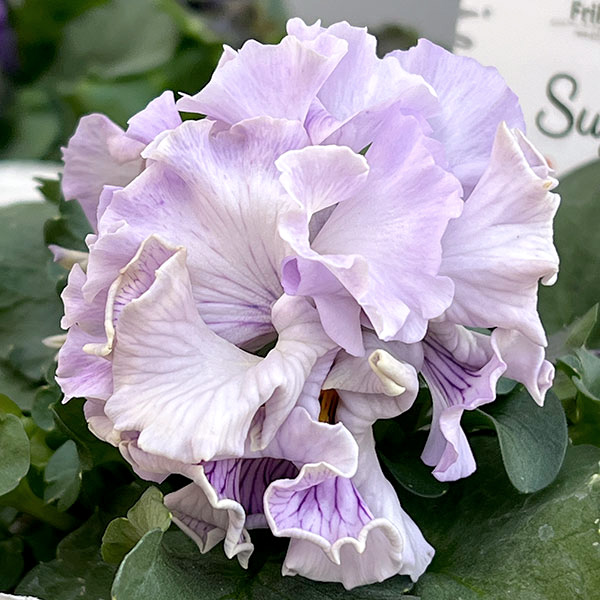 パンジー(フリル咲き):シュガーボンボン(パープル系)3-3.5号ポット