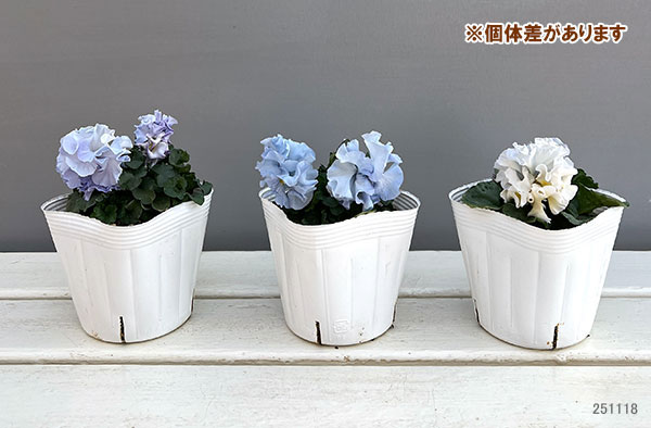 パンジー（フリル咲き）：シュガーボンボン（ブルー系）3号ポット 3株セット