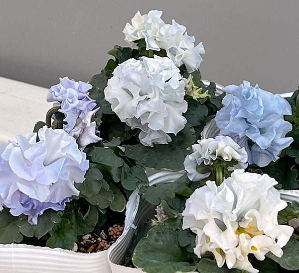 園芸ネット本店｜パンジー（フリル咲き）：シュガーボンボン（ブルー系