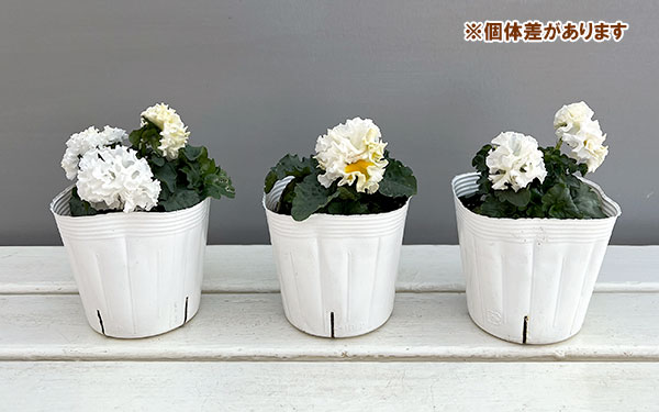 ポンポン様9【1980】バンビ  カリフラワージェイド 71eGKIhz27L._AC_UF350,